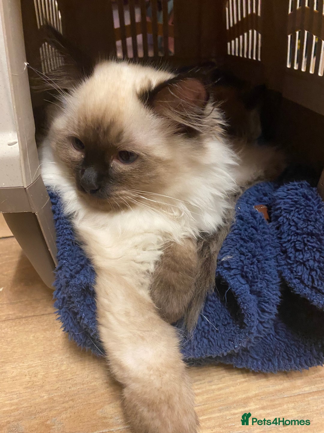 Ragdoll cats for sale: Female ragdoll  - Advert 4