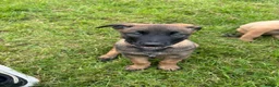 Belgian Shepherd Dog dogs for sale: *****Professionally Trained Boy & Girl Pups***** in Sutton Coldfield - Advert 14