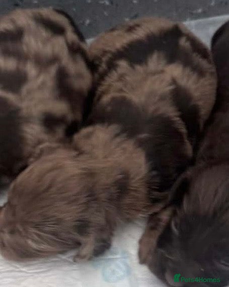 Cockapoo dogs GORGEOUS F1 MERLE COCKAPOOS HEALTH TESTED PARENTS  - Advert 2