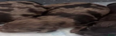 Cockapoo 6