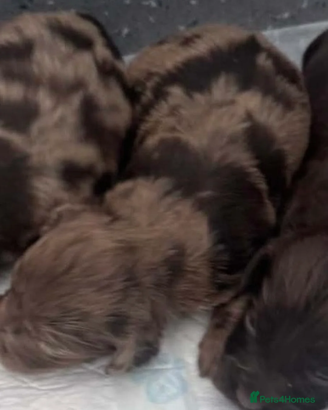 Cockapoo dogs for sale: GORGEOUS F1 MERLE COCKAPOOS HEALTH TESTED PARENTS  - Advert 2