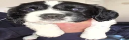 English Springer Spaniel dogs for sale: For sale English springer spaniel puppies  - Advert 5