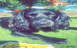 Cocker Spaniel dogs for stud: KC registered Cocker Spaniel Striker for stud - Image 3
