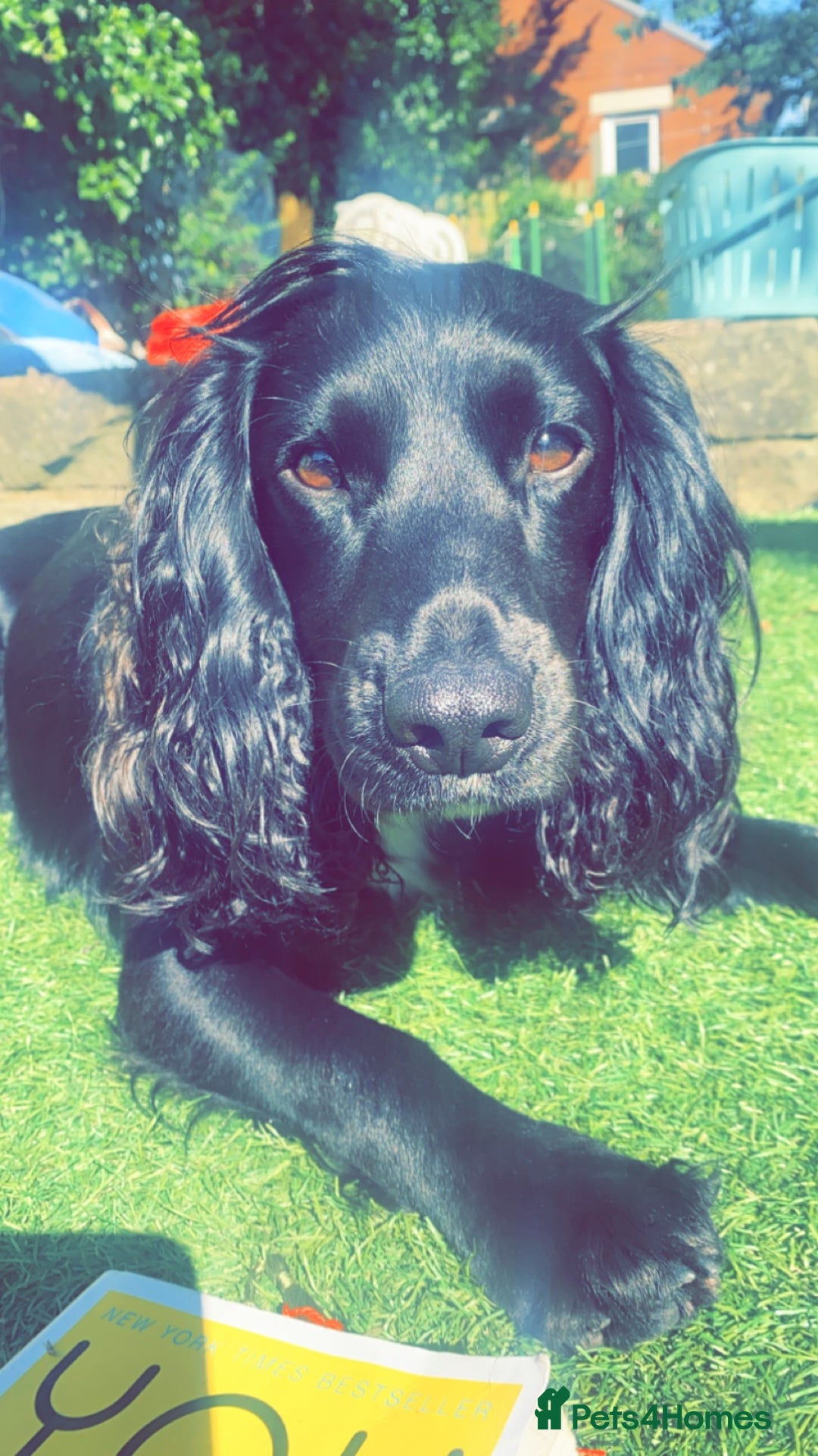 Cocker Spaniel dogs for stud: KC registered Cocker Spaniel Striker for stud - Image 3