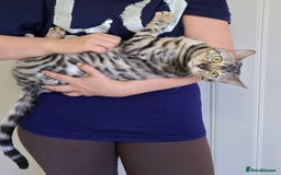 Bengal cats for sale: Tica registered Silver Bengal Girl  - Image 3