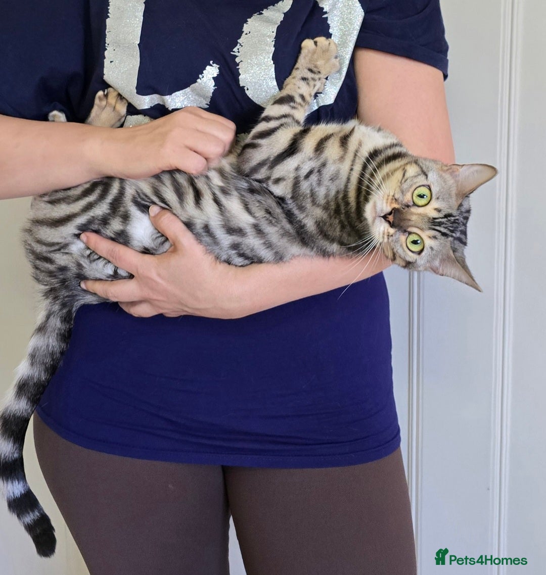 Bengal cats for sale: Tica registered Silver Bengal Girl  - Image 3