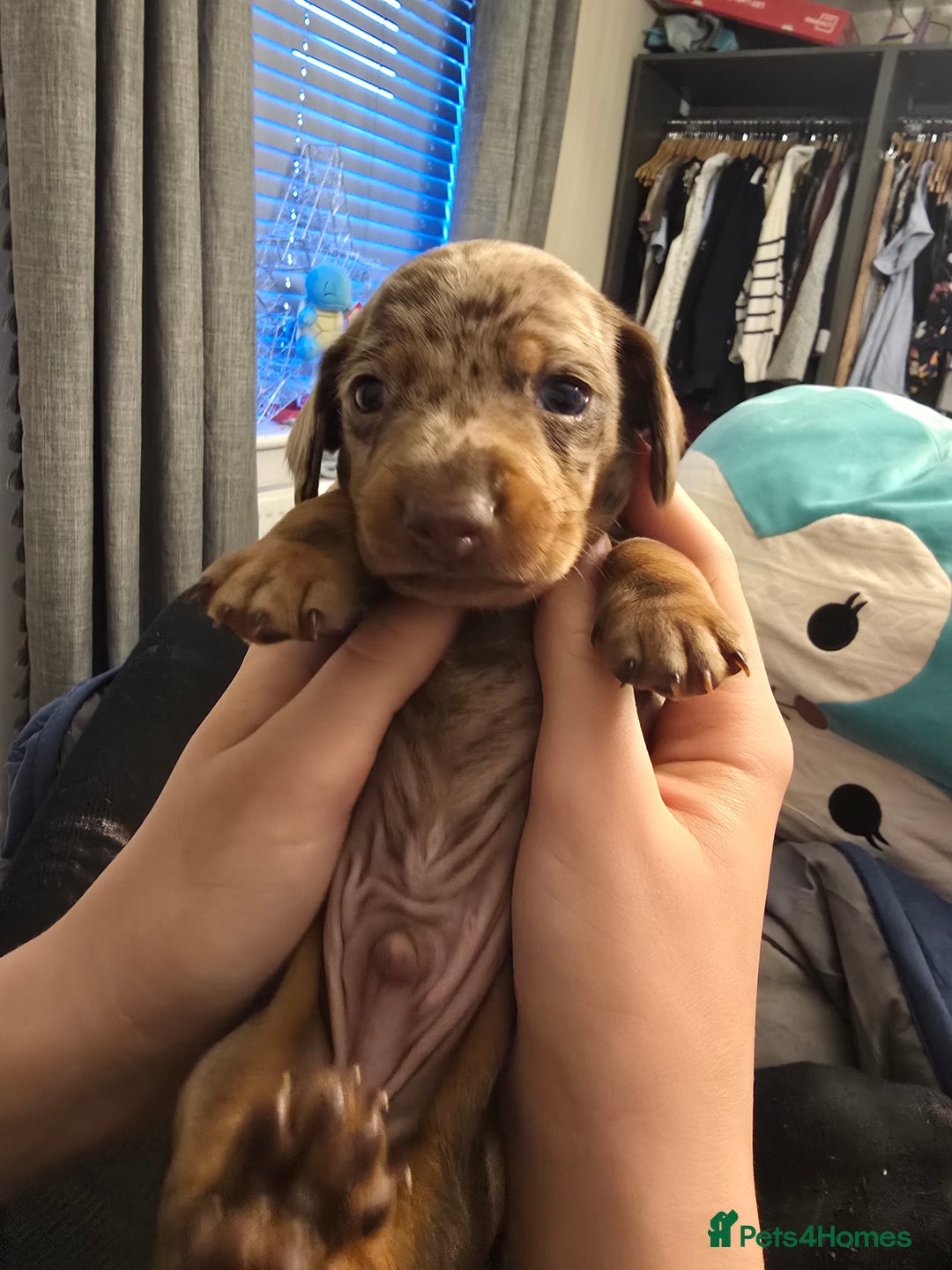 Miniature Dachshund dogs for sale: Gorgeous chocolate dapple miniature dachshunds - Advert 3