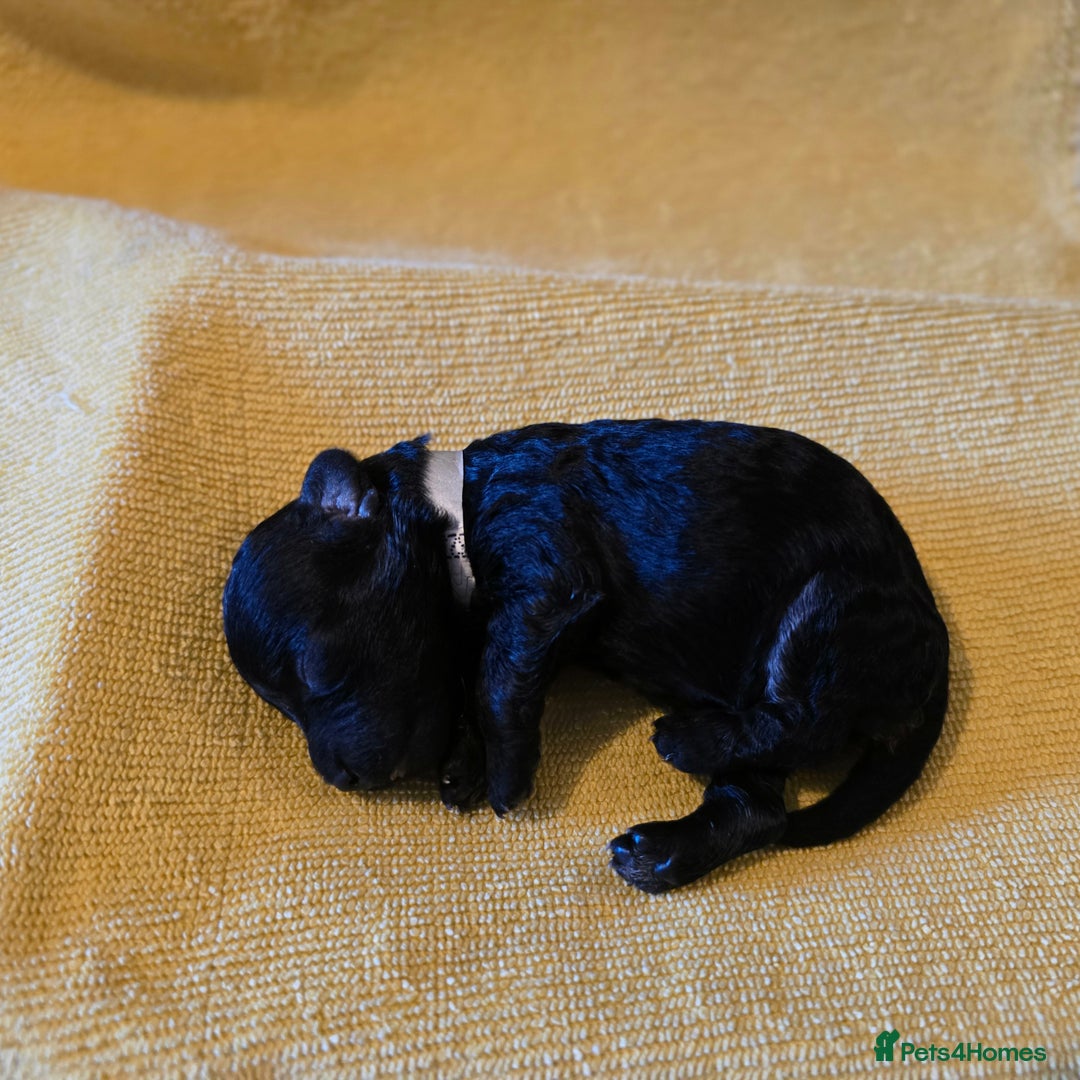 Shihpoo dogs for sale: ADORABLE F1B SHIHPOO PUPPIES! - Image 3