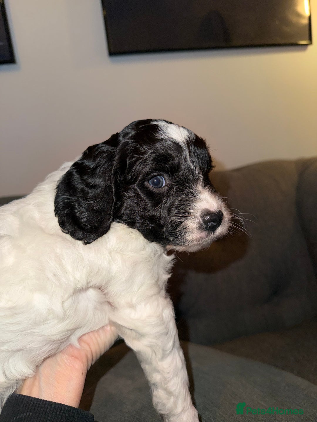 Sproodle dogs for sale: Beautiful Sproodle puppies ready  **  Eve  - Advert 4