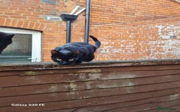 Mixed Breed cats for sale: Kittens - Image 8