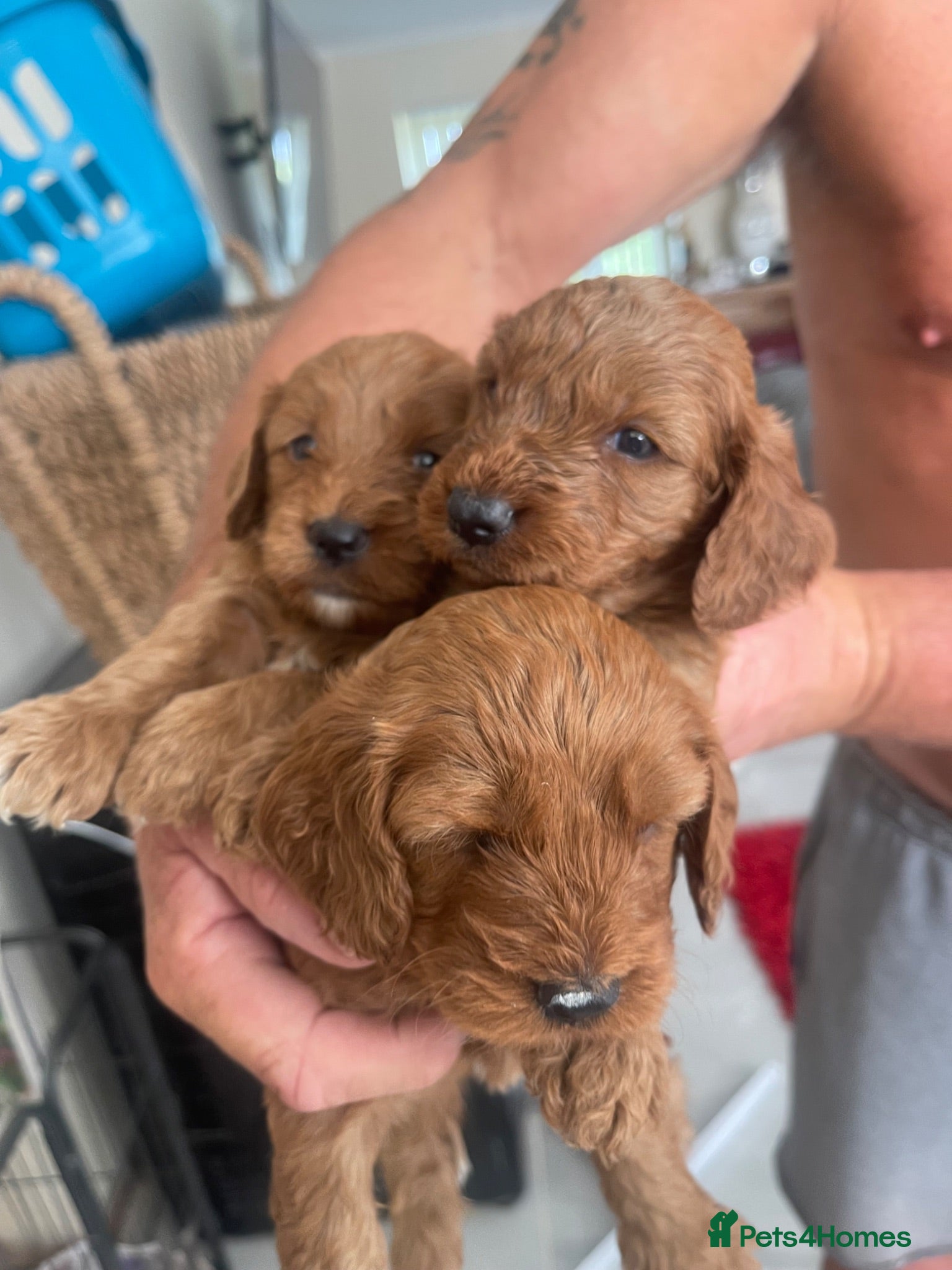 Cockapoo dogs Cockapoo puppies reds boy an girls  - Advert 1