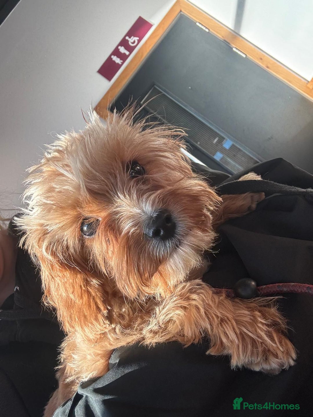 Cavapoo dogs for sale: Cavapoo for sale  - Advert 3