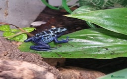 Toad reptiles for sale: Blue poisin dart frogs  - Image 3