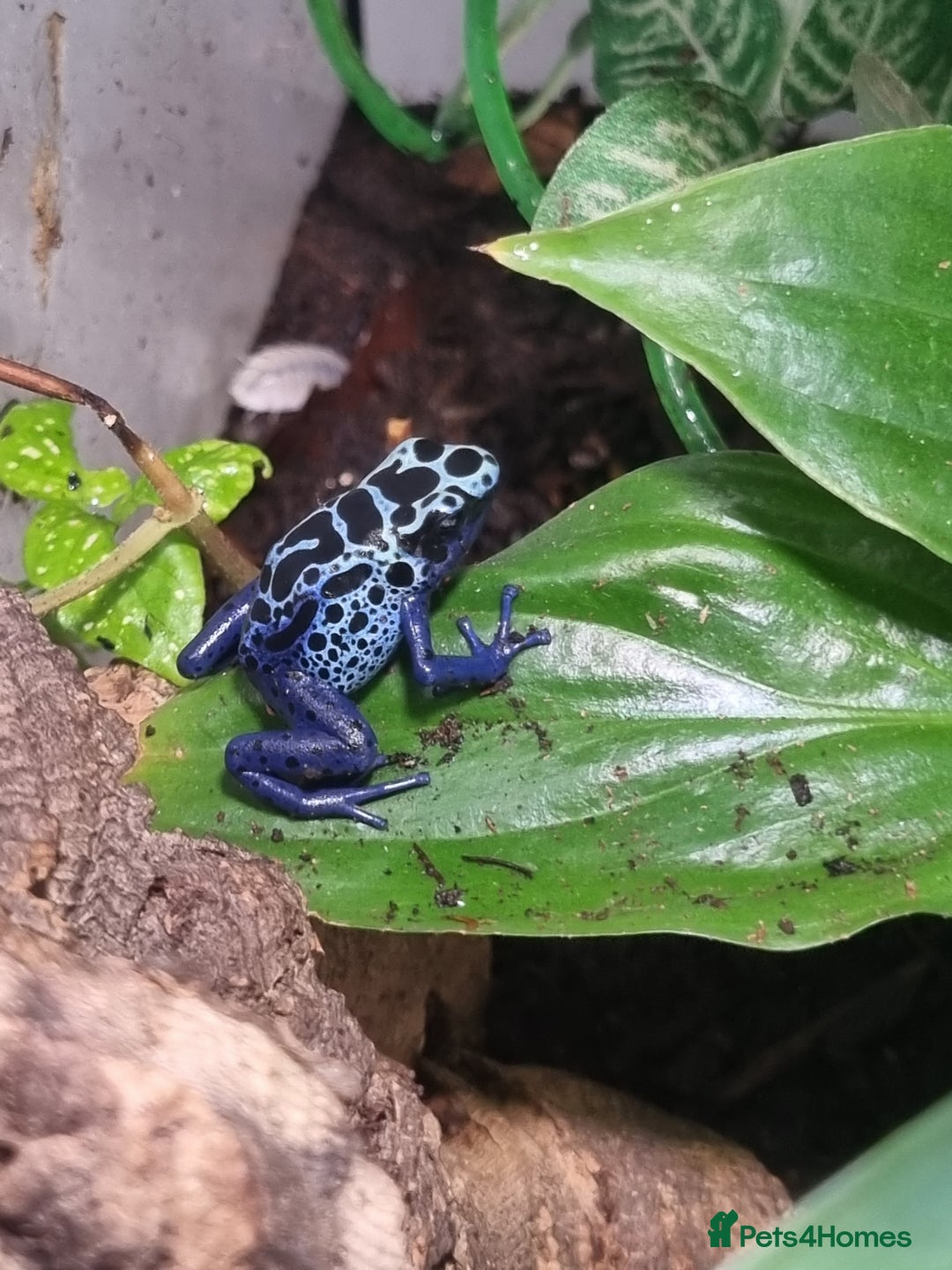 Toad reptiles for sale: Blue poisin dart frogs  - Image 3