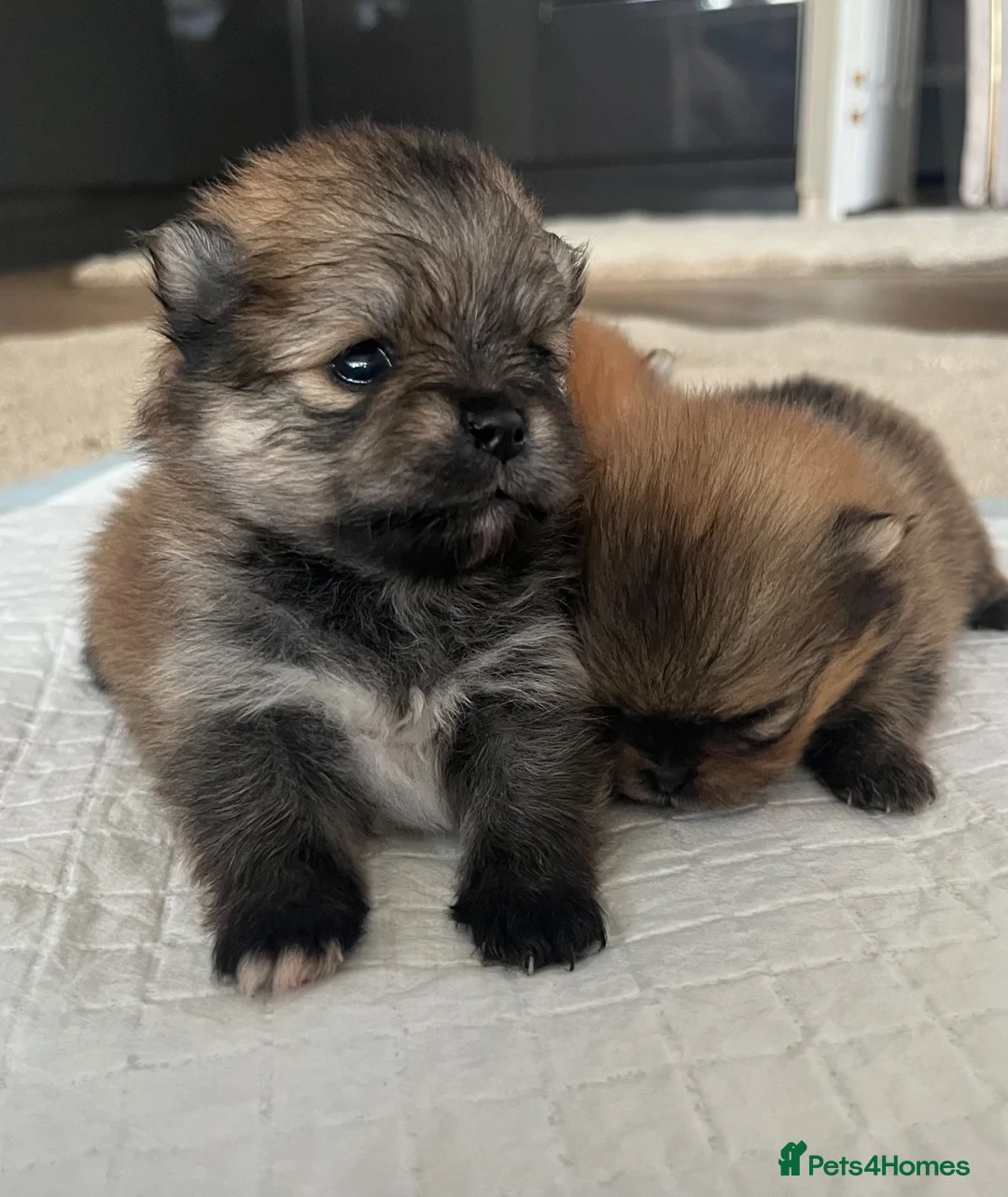 Pomeranian dogs for sale: Pomeranian puppy’s  - Advert 2