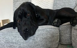 Cane Corso dogs for sale: Cane corso puppies for sale - Image 8
