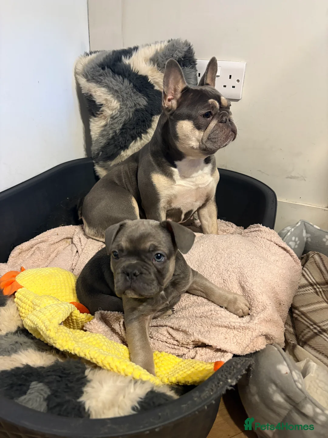 French Bulldog dogs for sale: Frenchie puppy male - Advert 1