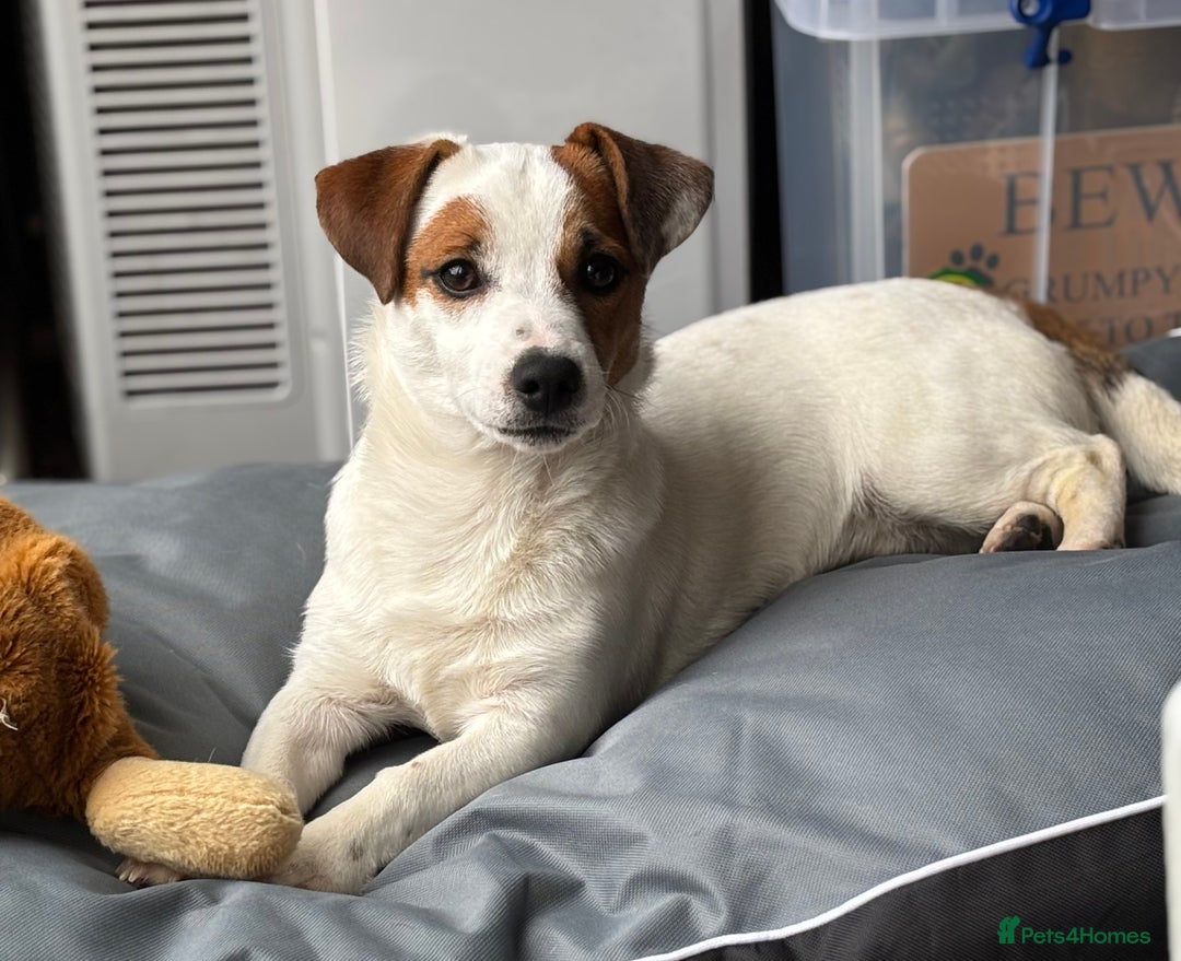Jack Russell dogs for sale: 7 month old dog jack Russell, last from litter - Advert 3