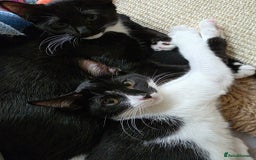 Domestic Shorthair cats for adoption: Adorable Kittens -Adopt from CatsInCrisis East Ldn - Advert 5