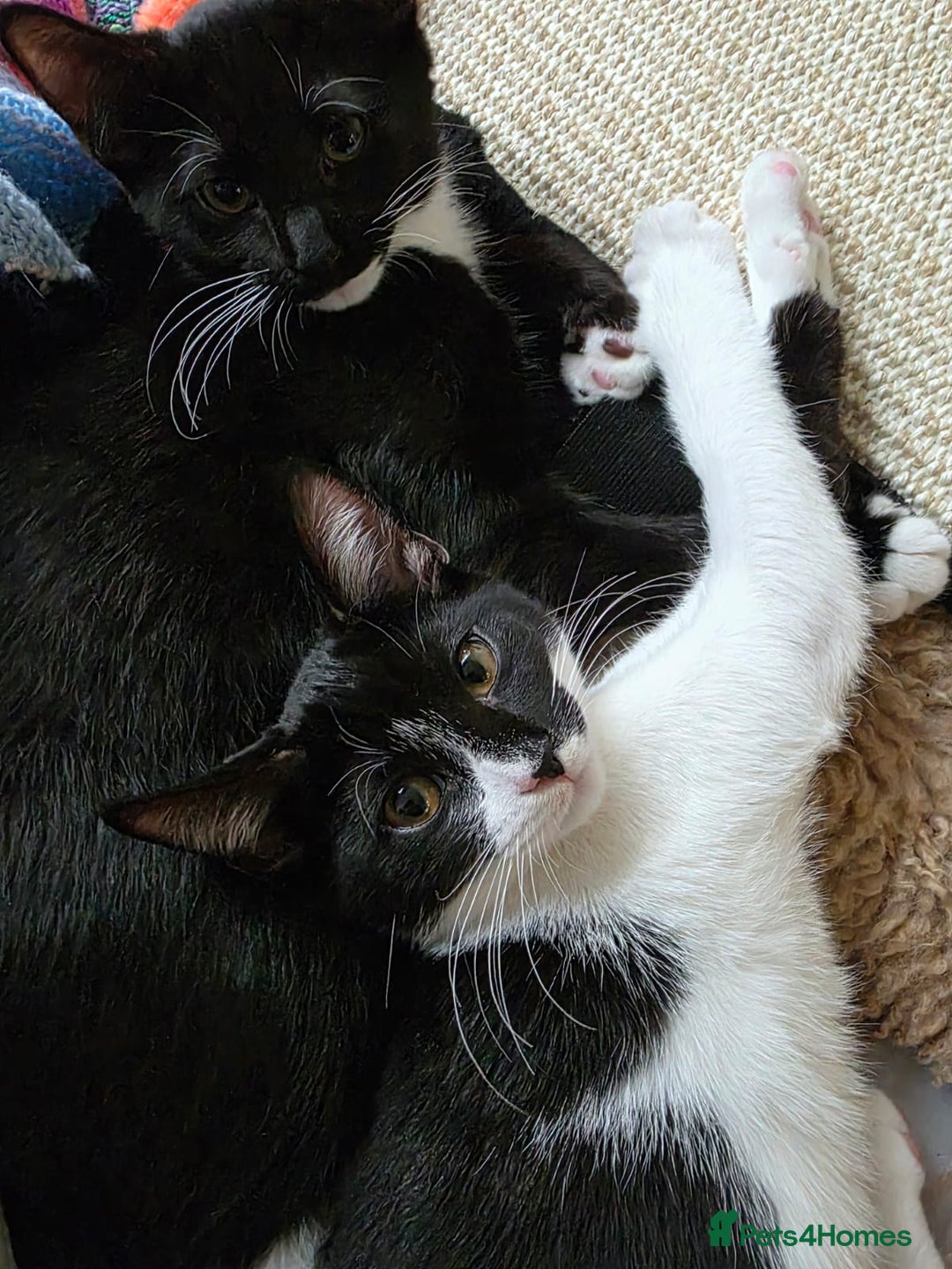 Domestic Shorthair cats for adoption: Adorable Kittens -Adopt from CatsInCrisis East Ldn - Advert 5