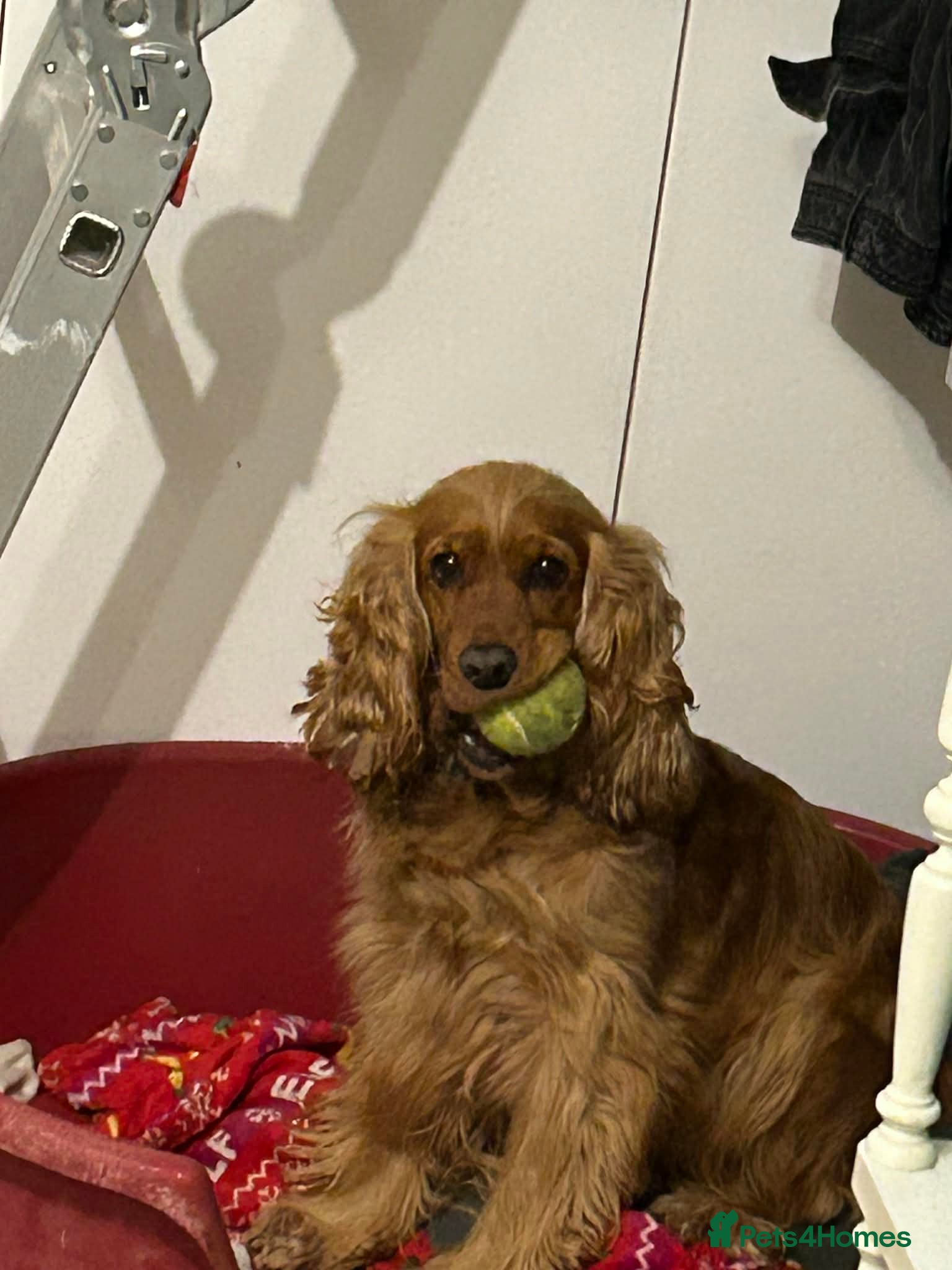 Cocker Spaniel dogs Golden show cocker spaniel pups ready 10th Feb - Advert 12