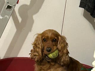 Cocker Spaniel dogs Golden show cocker spaniel pups ready 10th Feb - Advert 12