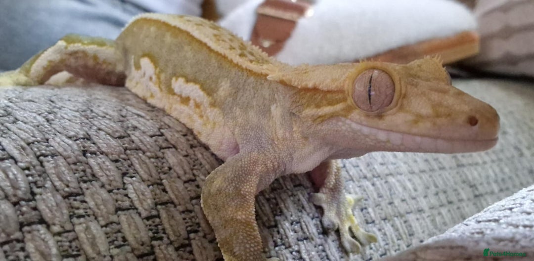 Gecko reptiles for sale: Male lily white crested gecko - Image 2