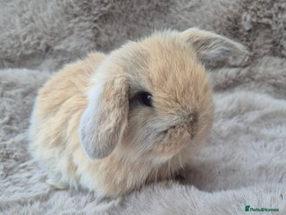 Mini Lop rabbits Mini lop for sale - Advert 4