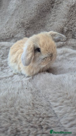 Mini Lop rabbits Mini lop for sale - Advert 3