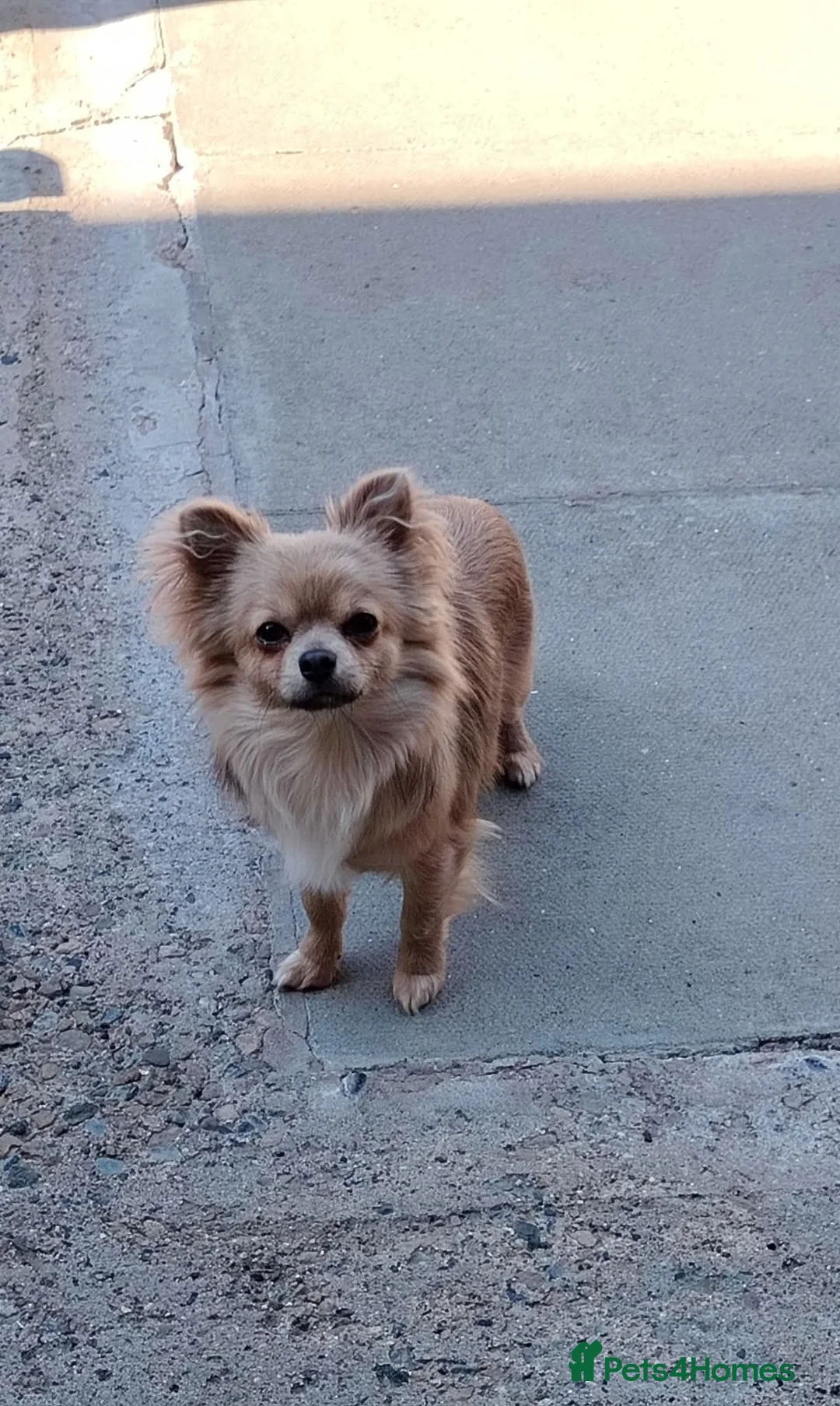 Chihuahua dogs for sale: 2 long coat chihuahua puppies  - Advert 2