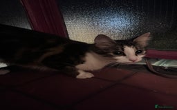 Mixed Breed cats for sale: 🐾 Three Beautiful Cats Looking for Loving Homes  - Image 10