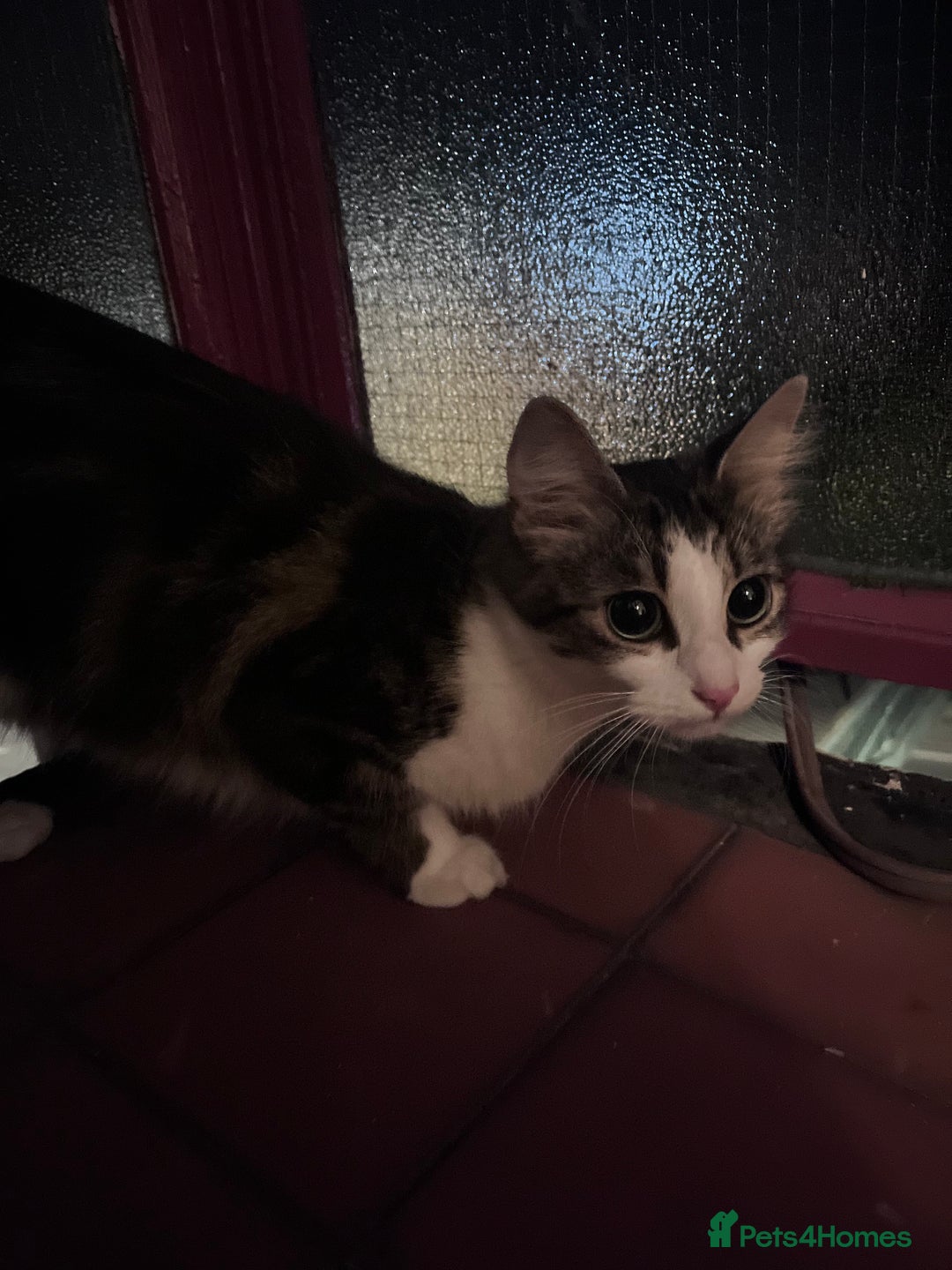 Mixed Breed cats for sale: 🐾 Three Beautiful Cats Looking for Loving Homes  - Image 10