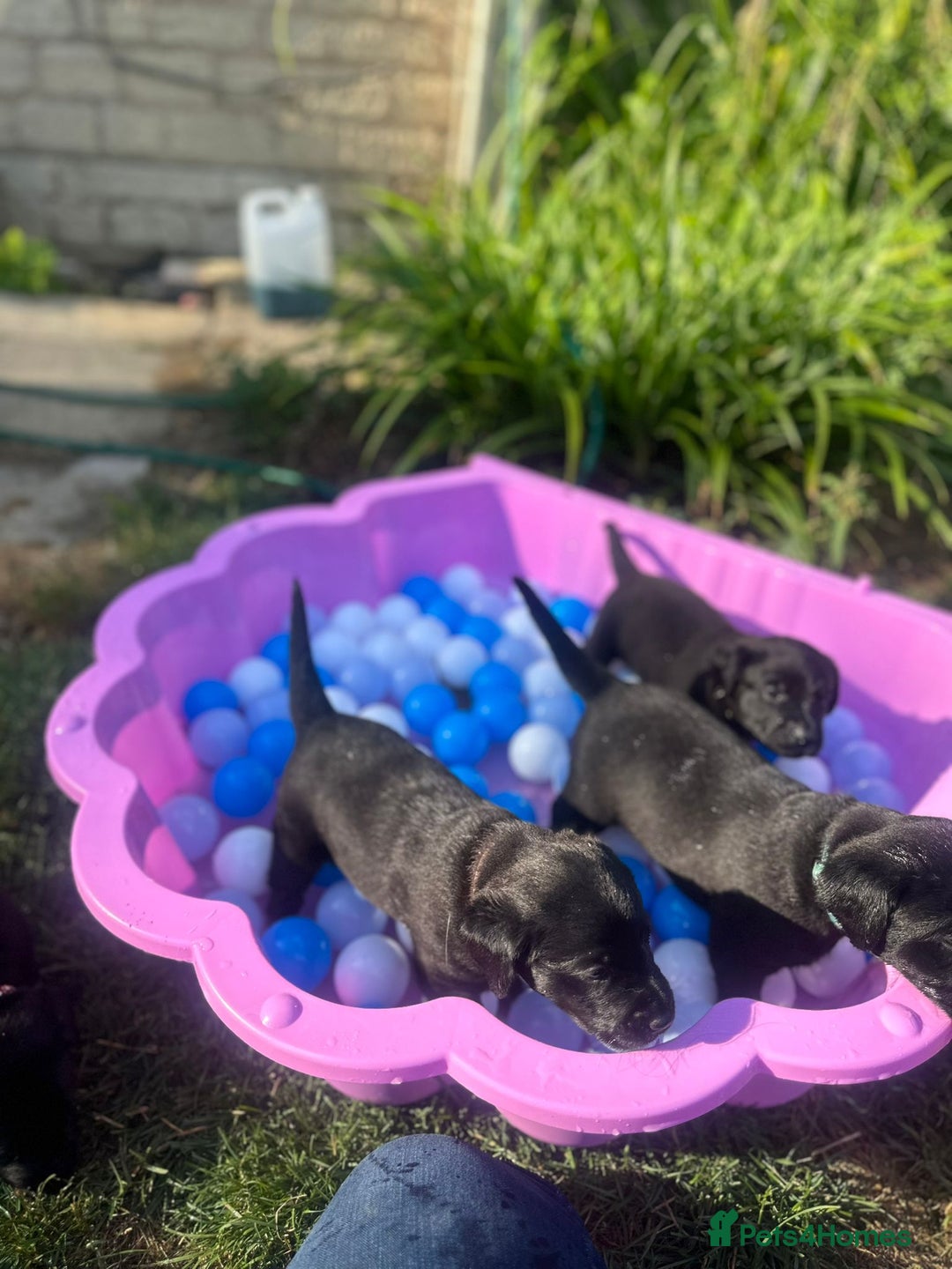Labrador Retriever dogs for sale: Last remaining Beautiful Labradors  - Image 8