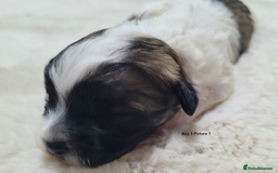 Mixed Breed dogs for sale: 🐶 Adorable La-Chon Puppies-Ready 1st December 🐶 - Image 8