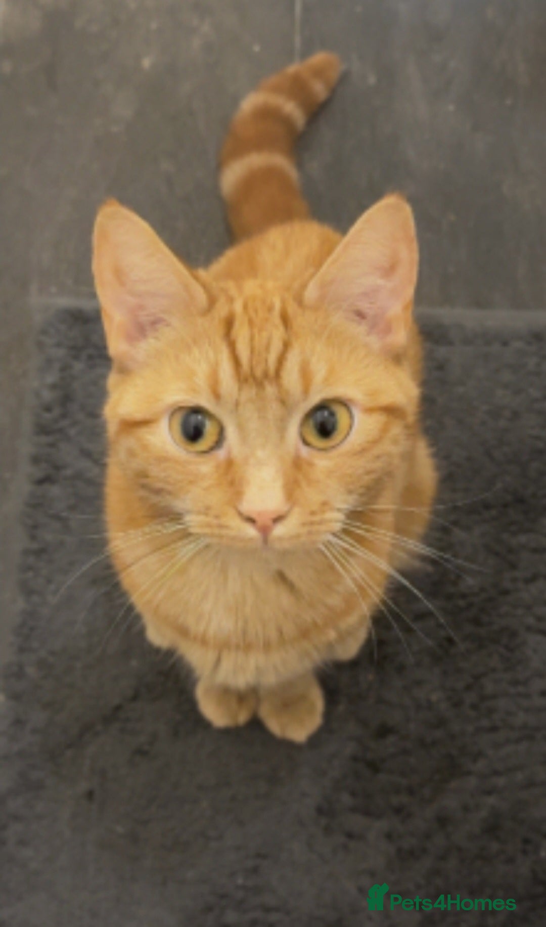 Mixed Breed cats Ginger female cat  - Advert 2