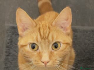 Mixed Breed cats Ginger female cat - Advert 12