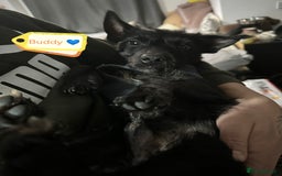 Mixed Breed dogs for adoption: 💙🐶 BUDDY 🐶💙 - Image 18