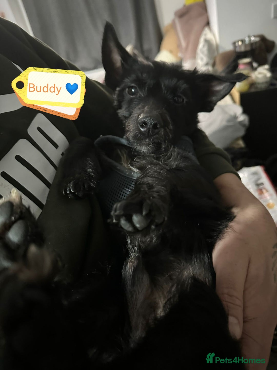 Mixed Breed dogs for adoption: 💙🐶 BUDDY 🐶💙 - Image 18