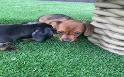Miniature Dachshund dogs for sale: 4 adorable miniature dachshund puppies  - Image 26