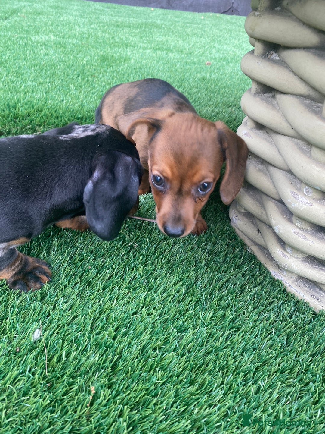 Miniature Dachshund dogs for sale: 4 adorable miniature dachshund puppies  - Image 26