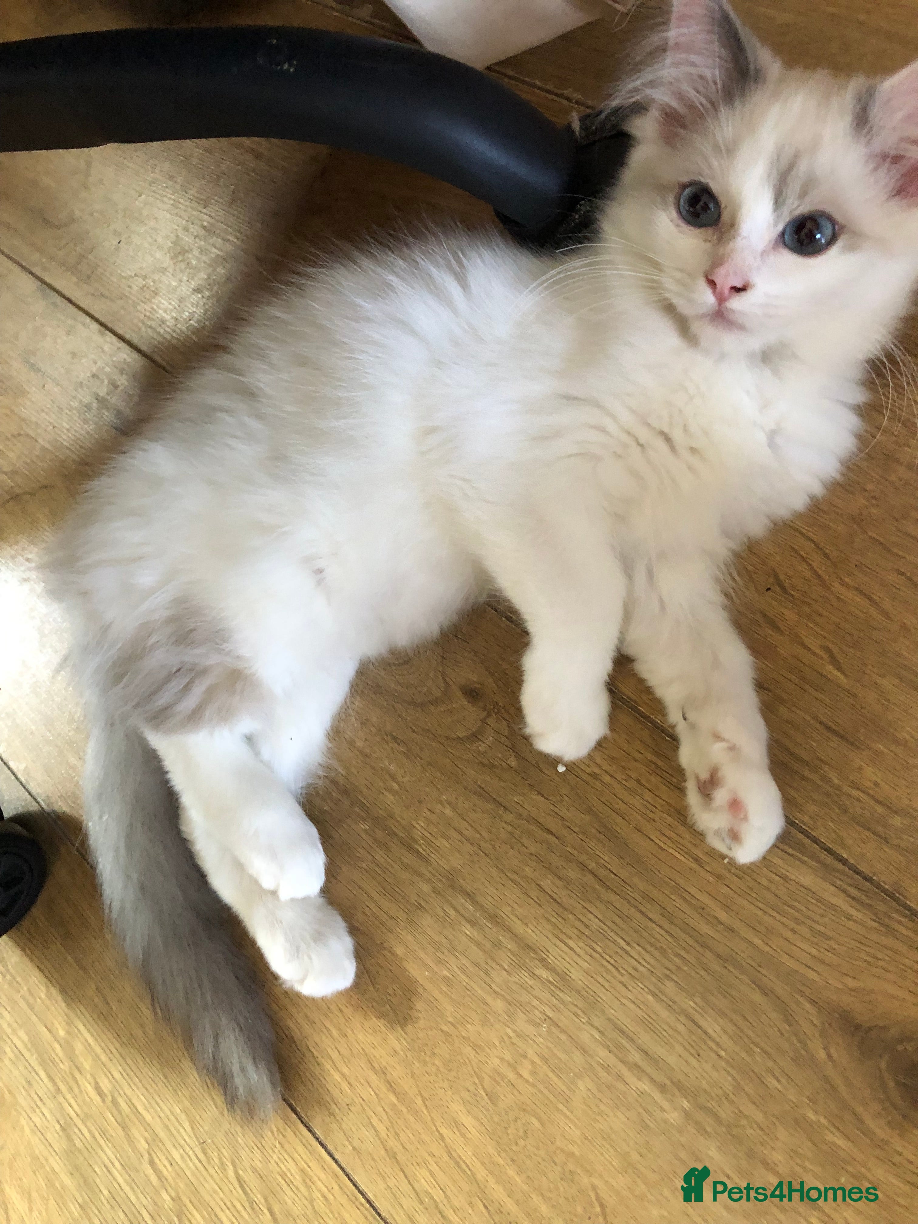 Ragdoll cats Beautiful Ragdoll kittens  - Advert 2