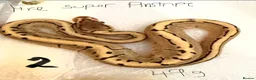 Python Snake reptiles for sale: Royal pythons - Advert 2