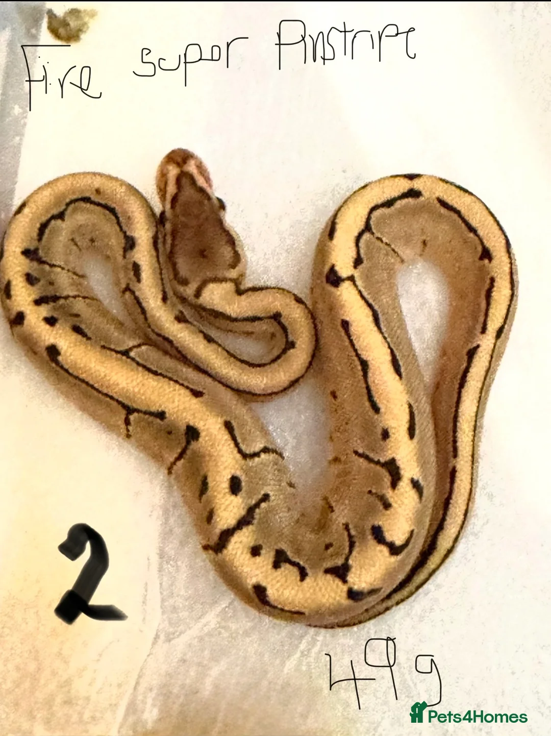 Python Snake reptiles for sale: Royal pythons - Advert 2
