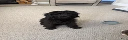 Labradoodle dogs for sale: Miniature Labradoodle in Nelson - Advert 3