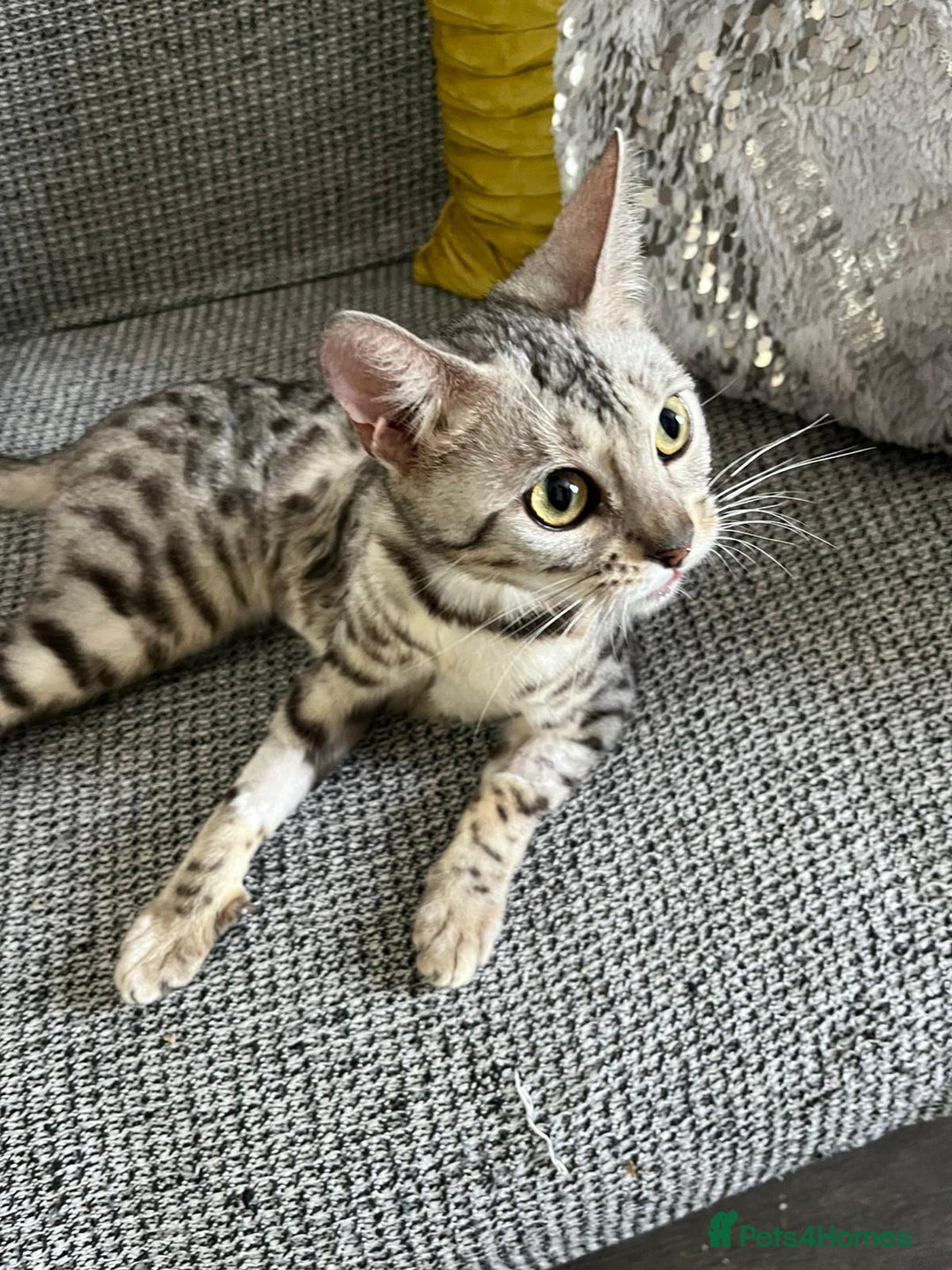 Bengal cats for sale: Stunning 2 YO Bengal Girl Looking for Forever Home - Image 4