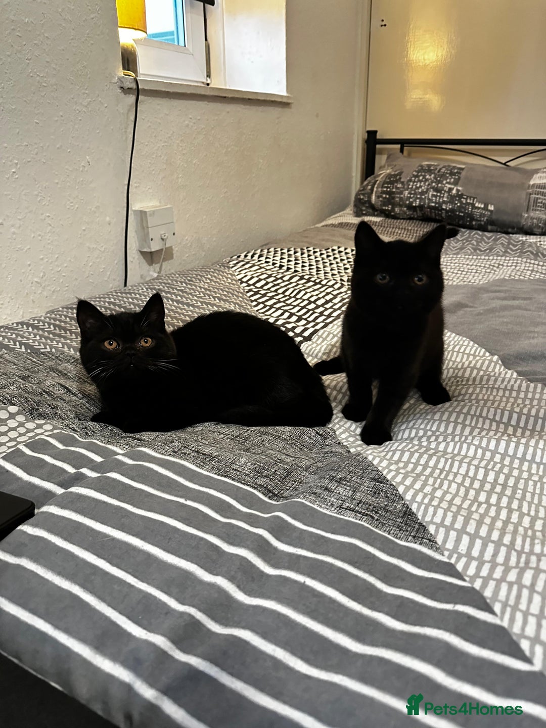 British Shorthair cats for sale: GCCF Black British Shorthair Kittens - Advert 4