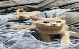 British Shorthair cats for sale: ✨Pure bred  chunky British shorthairs ✨ - Image 6