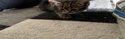 Mixed Breed cats for sale: Fluffy chunky kittens  - Advert 3