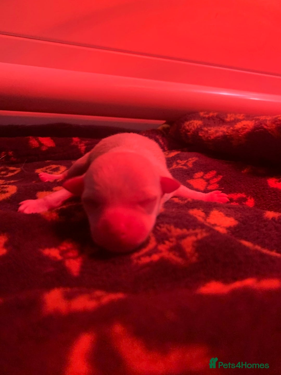 Pomchi dogs for sale: 🐾POMCHI PUPPIES🐾 - Image 9