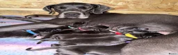 Great Dane dogs for sale: Champion blood exceptional quality black GreatDane - Advert 22